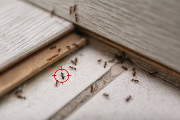 Best Pest Prevention Services  in Goliad, TX